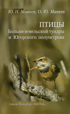 На Одесщину из тундры прилетели редкие птицы: видео - Новости Одессы -  Одесса