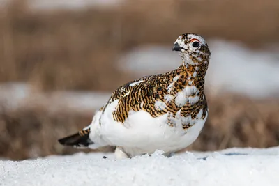 Фотографии Тундры 4 Класс – Telegraph