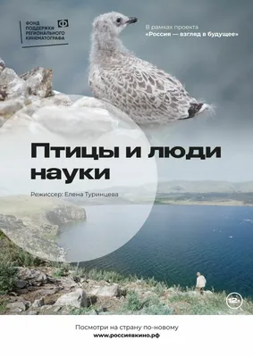 На Тузловские лиманы прилетели краснокнижные казарки из тундры (фото) |  Новости Одессы