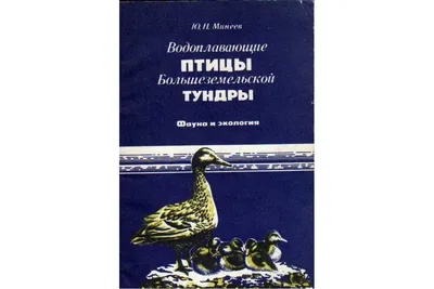 лебедь тундра лебедь Cygnus Columbianus Holarctic в природной среде. лебедь  зелёное лето в тайге. белая птица Стоковое Фото - изображение насчитывающей  страна, шея: 225156642