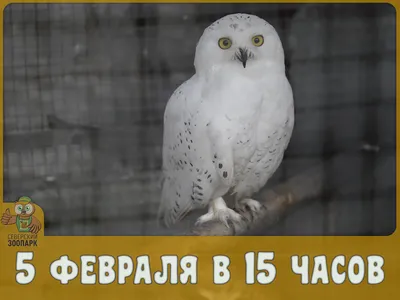 Из Москвы на зимовку улетели сто видов птиц. На смену им мигрируют гости из  тайги и тундры - KP.RU