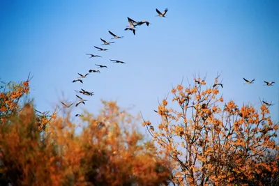 Африка, Иран и Индия: птицы улетают на зимовку из Хабаровского края —  Новости Хабаровска