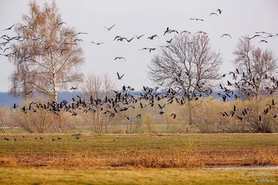 Откуда перелетные птицы знают, куда им лететь зимой