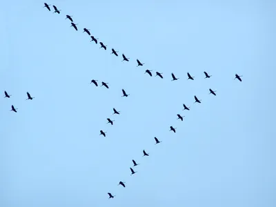 Птицы улетают на юг, а куда именно? | Пикабу