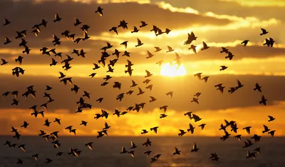 Птицы летающие стаями осенью - 53 фото