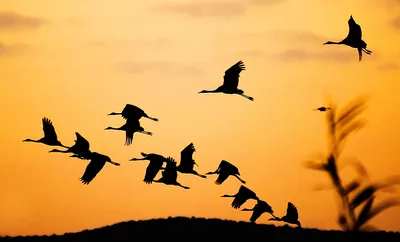 Птицы улетают на юг» — создано в Шедевруме