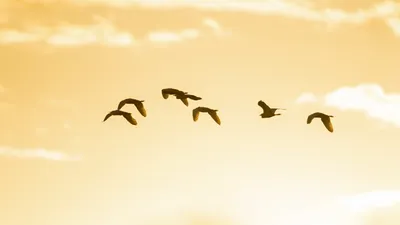 Почему птицы во время полета выстраиваются клином, а не иначе | Ваша  Планета | Дзен