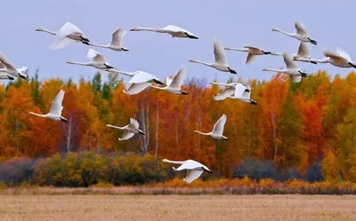 Какие птицы улетают на юг осенью?» — Яндекс Кью
