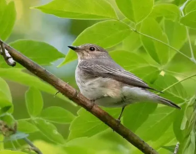 птицы урала фото и название