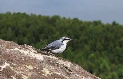 Соловей обыкновенный, Соловей южный, Красношейка, Синий, Свистун, Варакушка