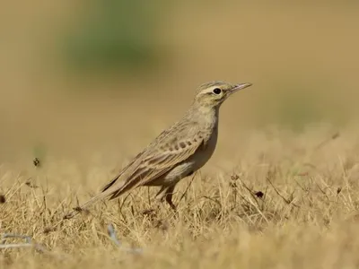 День Осенних наблюдений за птицами EuroBirdwatch 2020 — Общество охраны птиц  Узбекистана