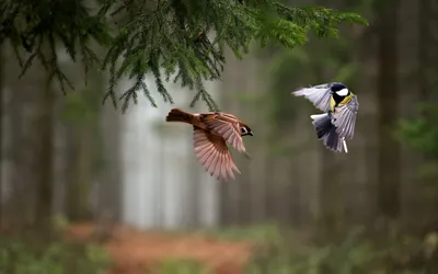 Птицы в лесу картинки