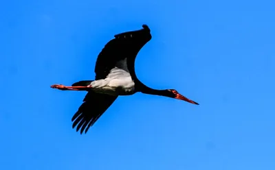 Птицы забайкалья - 80 фото