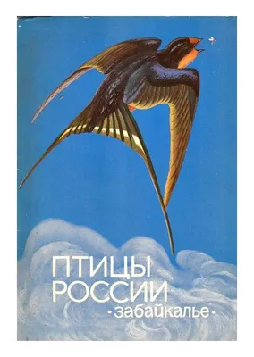 Зимующие птицы. Названия, описания и особенности зимующих птиц | Животный  мир