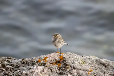 Забайкальский край. Грач. Фотографии, описание.