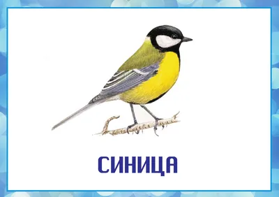 Зимующие птицы, покормите птиц зимой. Консультации, страница 6.  Воспитателям детских садов, школьным учителям и педагогам - Маам.ру