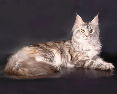 Пушистый гигант: огромный кот из приюта покорил Сеть — 17.07.2020 — В мире,  Lifestyle на РЕН ТВ