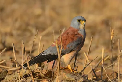 Степная пустельга (Красная Книга России) · iNaturalist