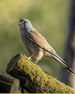 Степная пустельга - eBird