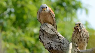 Обыкновенная пустельга (Falco tinnunculus). Птицы Сибири.