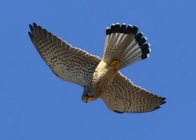 A kestrel named Kus (Bitey) eats a mouse and a little of me. - YouTube