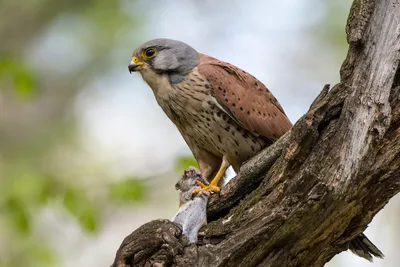 картинки : Хищник, Охотник, Пустельга, женский пол, FALCO Tinnunculus,  хищная птица, Falconidae, Европейская пустельга, Евразийская пустельга,  Старая пустельга, Птичий грипп, Сокол, Бхимгад, Карнатака, Индия 2373x1578  - - 1369336 - красивые картинки ...