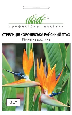 Картина \"Стрелиция, райская птица цветок, цветок попугая\" для интерьера на  стену / Декор в дома, спальню, на кухню, детскую комнату, 125 см х 62 см -  купить по низкой цене в интернет-магазине OZON (861070302)