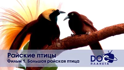 Фотообои 🌟 Райские птицы ([%SKU%]): купить по приятной цене в  Санкт-Петербурге
