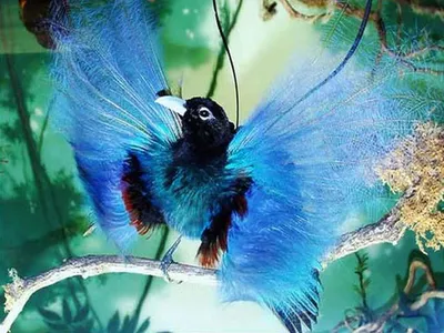 Фотообои флизелиновые «Райские птицы» Postermarket 400х260 см купить  недорого в интернет-магазине товаров для декора Бауцентр