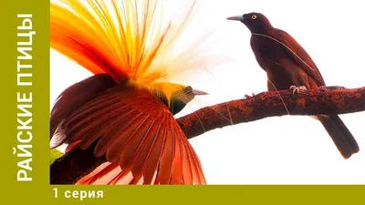Фотообои Райские птицы в саду с цветами купить в Оренбурге, Арт. 7-318 в  интернет-магазине, цены в Мастерфресок