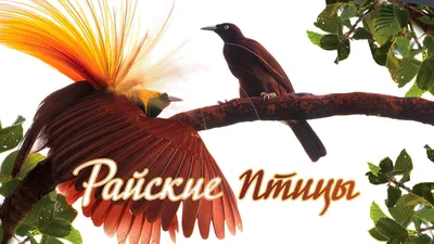 Панно из гипса Перо и Райские птицы