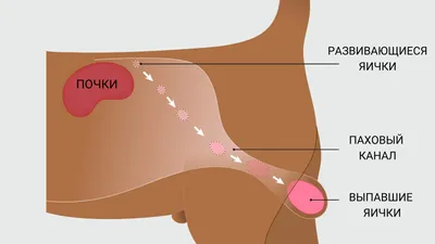 Рак яичек у собак: бесплатные изображения 