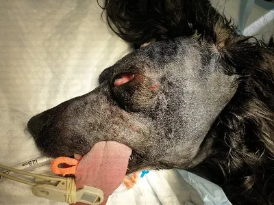 Фото рака кожи у собак: впечатляющее изображение в хорошем качестве