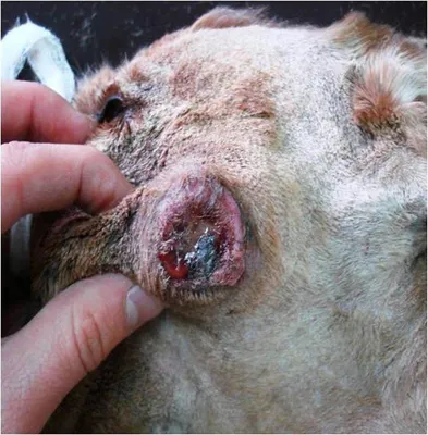 Рак кожи у собак: удивительные фото, показывающие важность заботы о вашем питомце