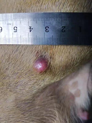 Фото рака кожи у собак в формате webp: новый формат для эффективной загрузки изображений