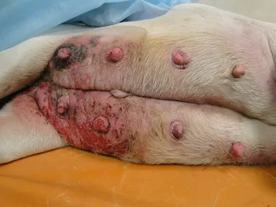 Скачать фото рака кожи у собак в формате jpg: лучшее качество изображений для вашего проекта