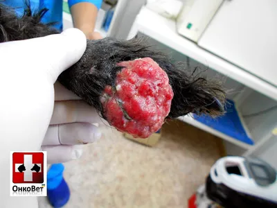 Рак кожи у собак: уникальные фотографии, показывающие последствия этой болезни