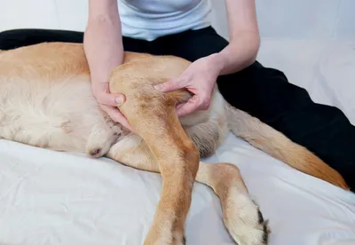Картинки рака кожи у собак: выбирайте нужные вам размеры и форматы