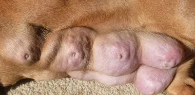 Рак кожи у собак: невероятные картинки, привлекающие внимание и информирующие