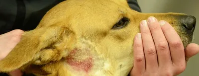 Фото рака кожи у собак в формате jpg: превосходное качество для ваших проектов
