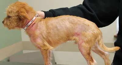 Рак кожи у собак: фотографии, помогающие осознать серьезность этого заболевания