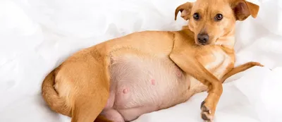 Фото рака кожи у собак: прекрасные изображения для вашей коллекции или презентации