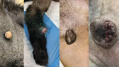 Рак кожи у собак: узнайте больше о проблеме с этими впечатляющими фотографиями