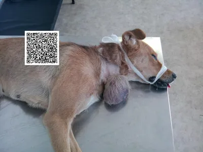 Скачать фото рака кожи у собак в формате png: подходящий вариант для различных задач