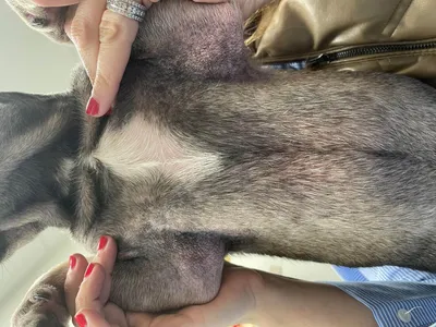 Рак кожи у собак: впечатляющие изображения, позволяющие лучше понять эту проблему