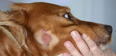Картинки рака кожи у собак: высококачественные изображения для использования в любых целях