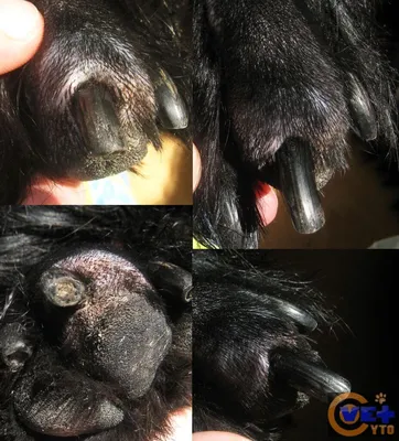 Фото рака кожи у собак в формате png: скачивайте и используйте бесплатно