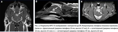 Лучшие картинки рака уха у собаки для скачивания