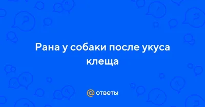 Фото раны после укуса клеща у собаки: бесплатные загрузки в webp