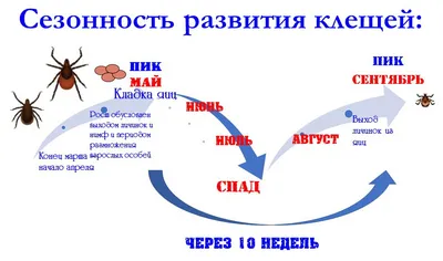 Рана после укуса клеща у собаки: бесплатные фотографии в хорошем качестве